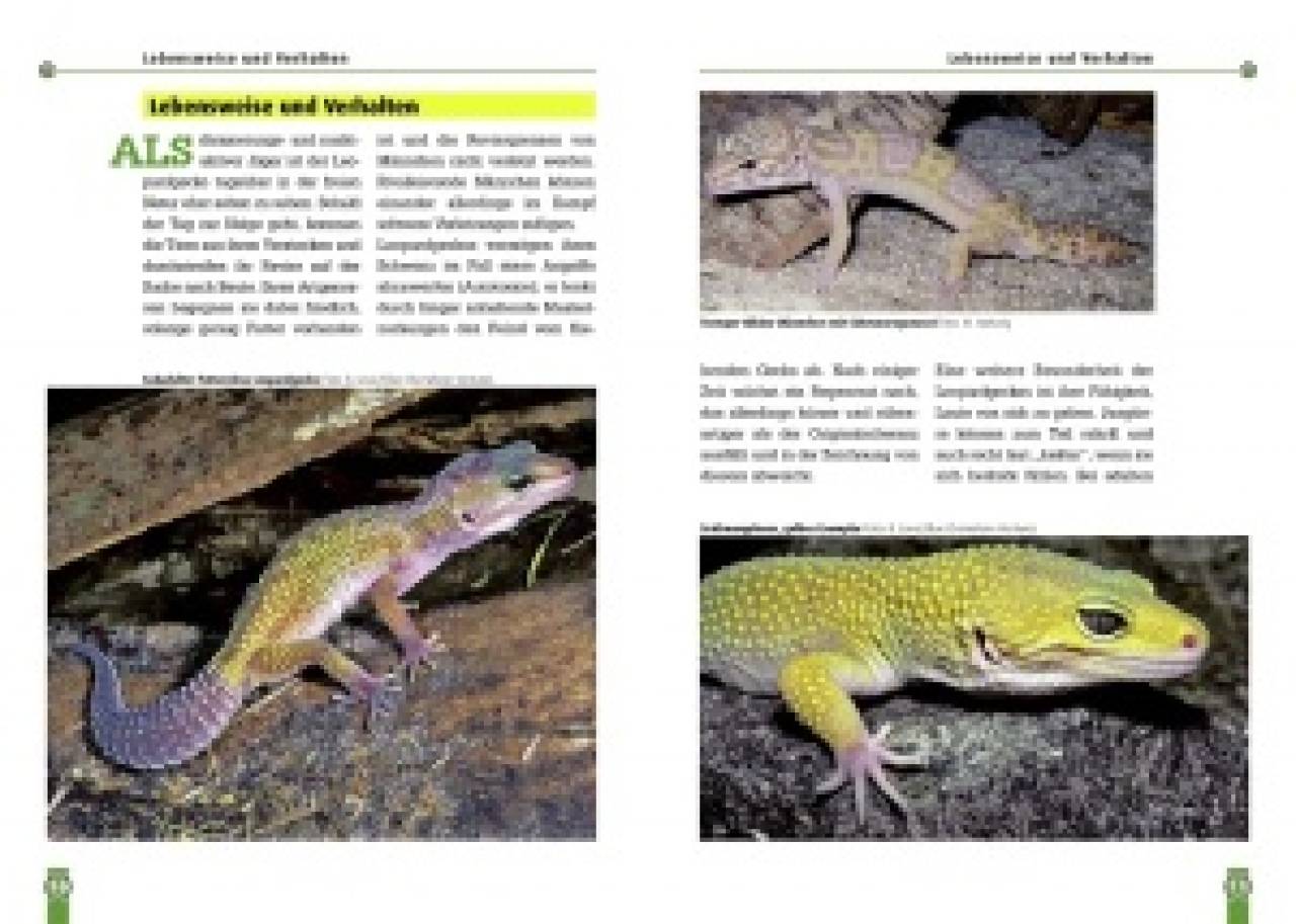 Der Leopardgecko